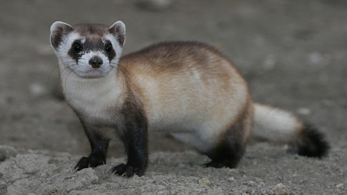 Científicos de EE.UU. logran clonar un hurón de pies negros, una especie en peligro de extinción (FOTOS)