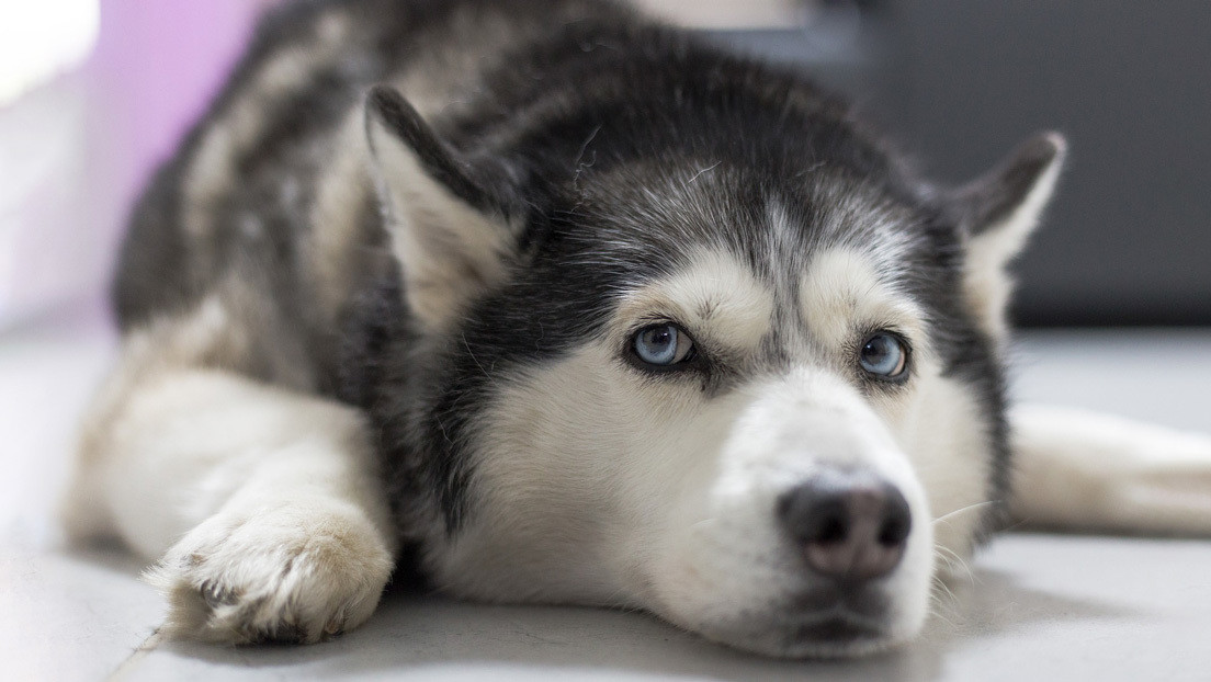 VIDEO: El dueño de una joyería simula un asalto para poner a prueba a su perro guardián (pero su reacción no es la que esperaba)