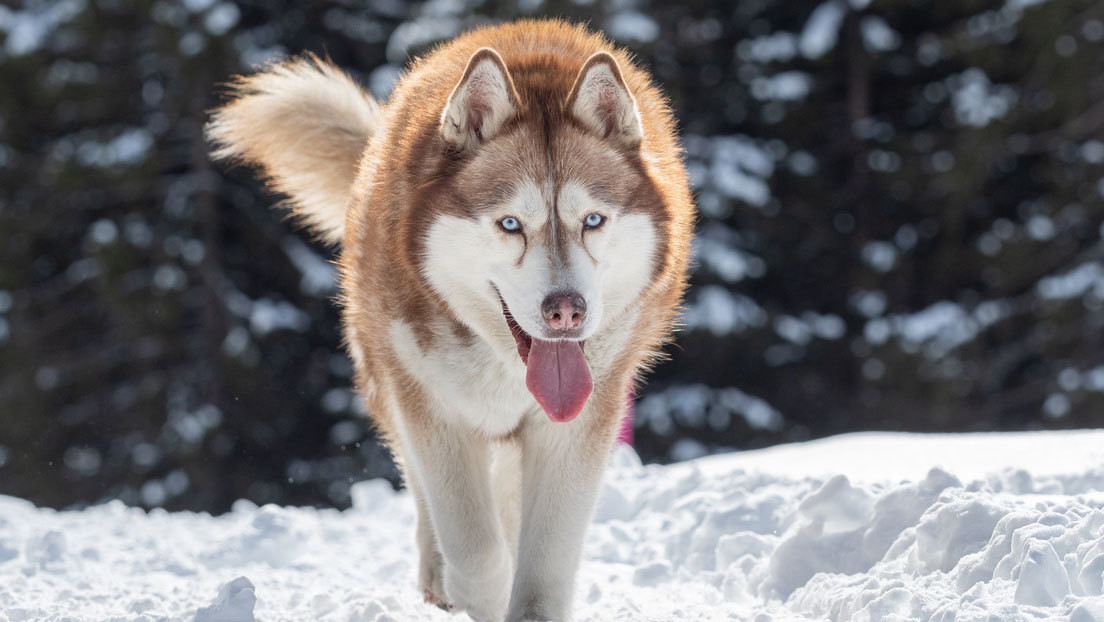 Un fragmento de hueso hallado en Alaska perteneció al perro domesticado más antiguo conocido de América