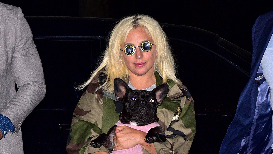 Balean al paseador de perros de Lady Gaga para robarle dos bulldogs franceses y la artista ofrece una recompensa de 500.000 dólares por sus mascotas