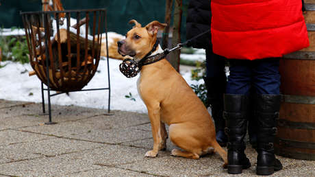 Unos perros consiguen que sus dueños sean rescatados tras quedar sepultados por una avalancha en Suiza