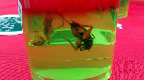 Postres con insectos: una alternativa para incentivar la "entomofagia" y combatir la desnutrición infantil