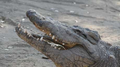 VIDEO: Una pareja revisa las cámaras de vigilancia de su casa y halla un cocodrilo en el fondo de su piscina