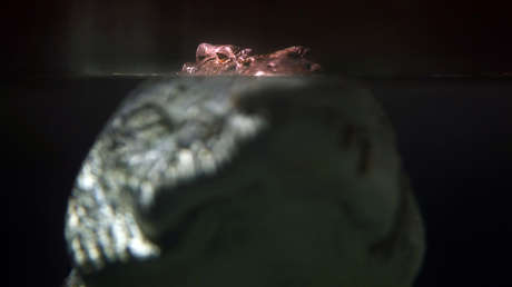 Un hombre sobrevive al ataque de un cocodrilo gracias a un tutorial de YouTube