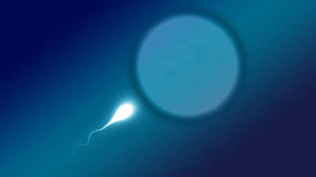 'Envenenar al competidor': la táctica a la que recurren algunos espermatozoides para ganar en la carrera hacia el óvulo