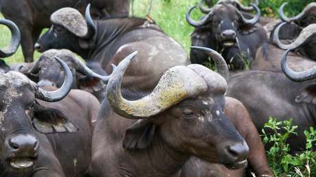 Una manada de búfalos ataca a un leopardo para salvar a una de sus crías de las fauces del felino (VIDEO)