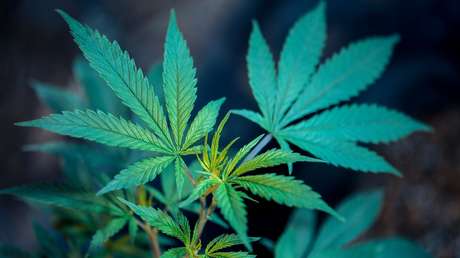 Jamaica se está quedando sin marihuana