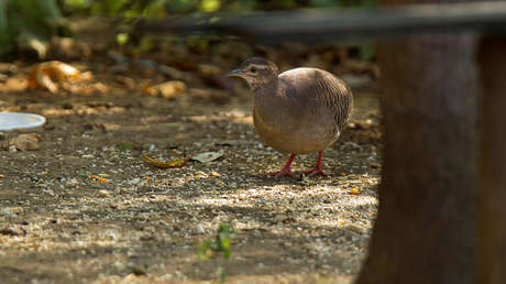 El canto de un ave delata que es falso el video en el que presuntos miembros del ELN declaran su apoyo a Andrés Arauz en las elecciones de Ecuador