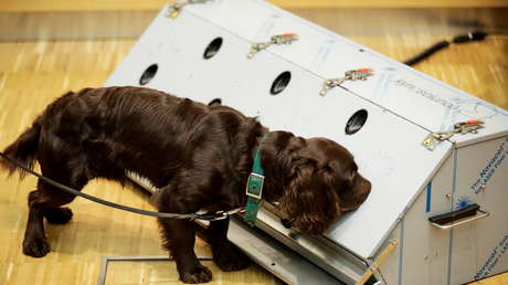 Por primera vez el Ejército indio usa perros para detectar más rápidamente casos de covid-19