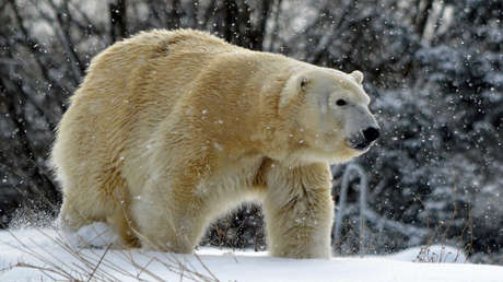 Una osa polar es matada por un oso macho que intentaba aparearse con ella en un zoo