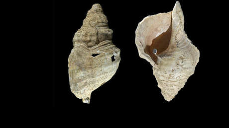 AUDIO: Una caracola marina usada como instrumento de viento suena por primera vez en 18.000 años
