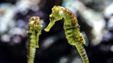 El tráfico de caballitos de mar entre México y China supera los 90.000 ejemplares en dos décadas