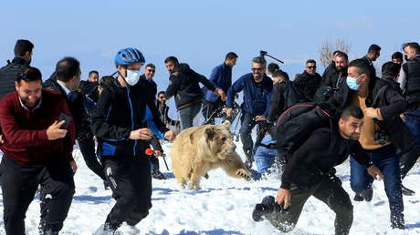 Liberan un grupo de osos pardos en su hábitat y lo primero que hacen es lanzarse contra la multitud (FOTOS, VIDEOS)