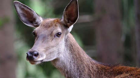 ¿Dónde se ha metido? Buscan respuesta a una enigmática fotografía de un ciervo que logra esconder todo su cuerpo tras un árbol