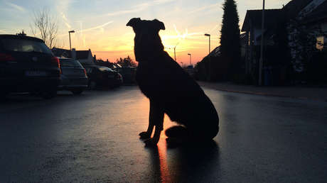 Un perro muerde a dos niñas en plena calle (y los vecinos se vengan de la persona equivocada)
