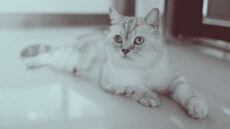 VIDEO: Qiqi, 'la gata araña' que 'no conoce techo' en el arte de escalar paredes