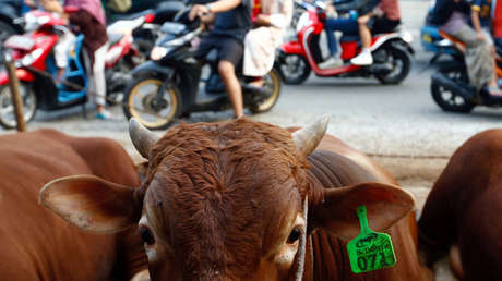 VIDEOS: Una vaca se cuela en la sala de urgencias de un hospital en Colombia y embiste contra los pacientes