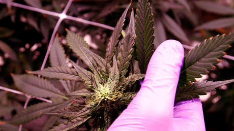 Un policía británico fuera de servicio descubre una granja de cannabis mientras visitaba una casa en venta