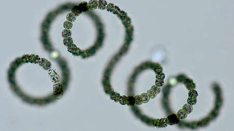 Científicos concluyen que un microorganismo de la Tierra ayudaría a colonizar Marte