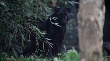Autoridades del sur de Italia buscan a una pantera negra que se le habría escapado a un jefe de la mafia (FOTOS, VIDEO)