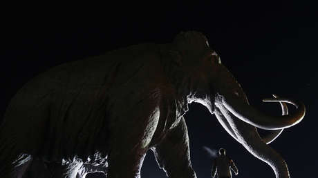 Extraen el ADN más antiguo conocido de dientes de mamuts siberianos