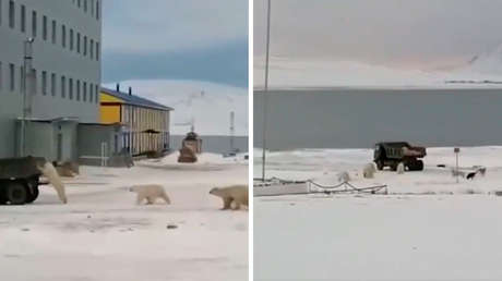 VIDEO: Osos polares asaltan un camión militar en busca de comida en la región más fría de Rusia