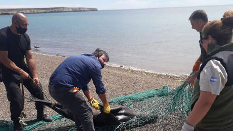 "La red vale más que el animal de mierda": Tres pescadores matan a golpes a un lobo marino en Argentina y las imágenes provocan indignación