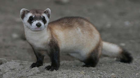 Científicos de EE.UU. logran clonar un hurón de pies negros, una especie en peligro de extinción (FOTOS)