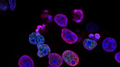 Una técnica de reprogramación celular permitiría a los soldados de EE.UU. regenerar sus heridas como 'Wolverine' de X-Men