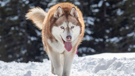 Un fragmento de hueso hallado en Alaska perteneció al perro domesticado más antiguo conocido de América