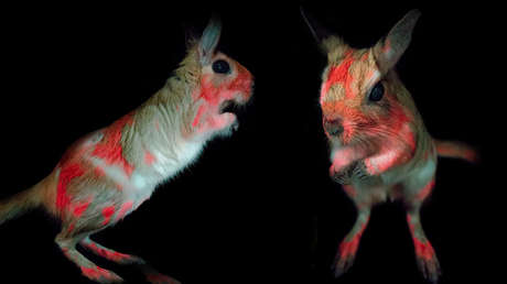 Descubren un animal cuyo pelaje brilla de color rosa, rojo y naranja bajo la luz ultravioleta, pero no se sabe por qué (FOTOS)