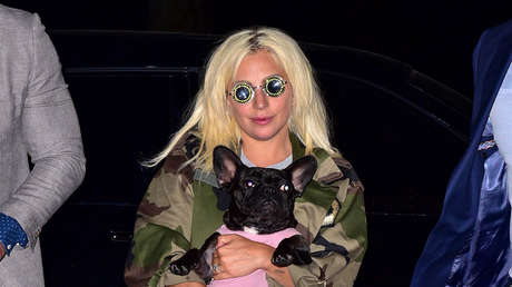 Balean al paseador de perros de Lady Gaga para robarle dos bulldogs franceses y la artista ofrece una recompensa de 500.000 dólares por sus mascotas