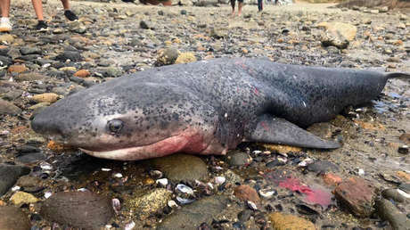 Un grupo de personas "saca a un tiburón del agua para fotografiarse, lo matan a puñaladas" y se lo llevan