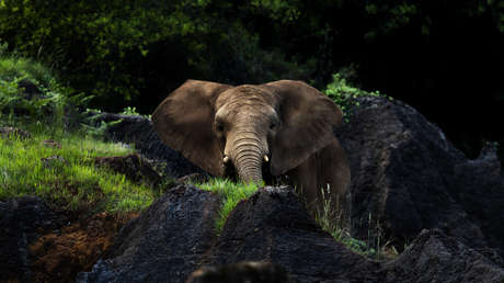 Una elefanta mata a un cuidador en un zoológico de España tras golpearlo con su trompa
