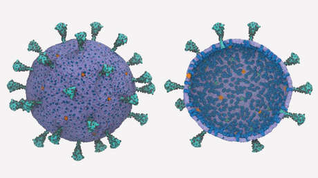 Un modelado por supercomputadora descubre en el coronavirus un comportamiento cooperativo