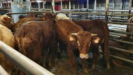 Ordenan el sacrificio de 864 reses que han estado abordo de un barco por dos meses al ser rechazadas por varios países