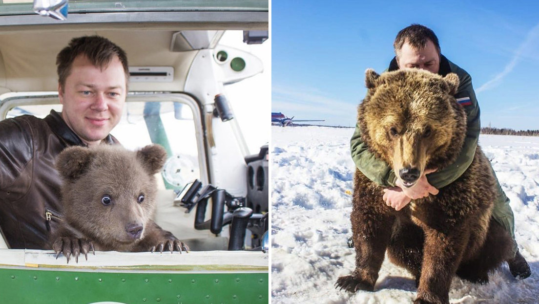 El osezno adoptado por aviadores rusos se convierte en estrella de las redes sociales