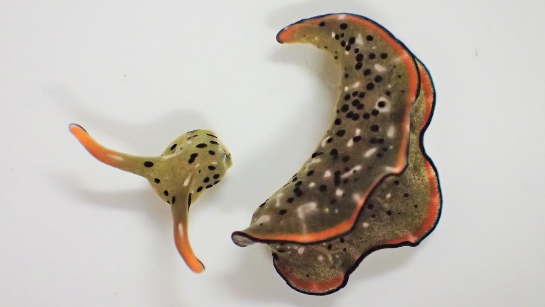 VIDEO: Detectan un animal que puede regenerar todo su cuerpo tras desprender voluntariamente la cabeza