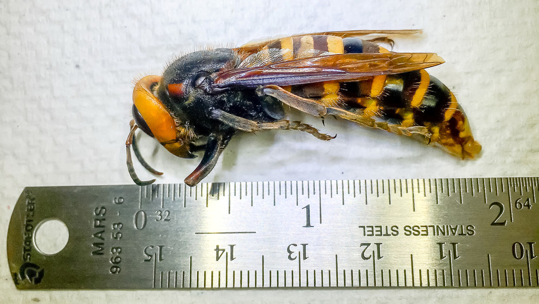 Avispones asiáticos 'asesinos' podrían reaparecer en EE.UU. esta primavera, alertan expertos