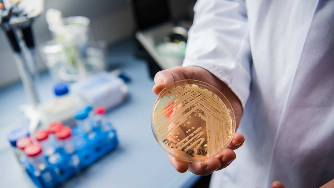 Encuentran por primera vez en la naturaleza un hongo mortal identificado en brotes hospitalarios