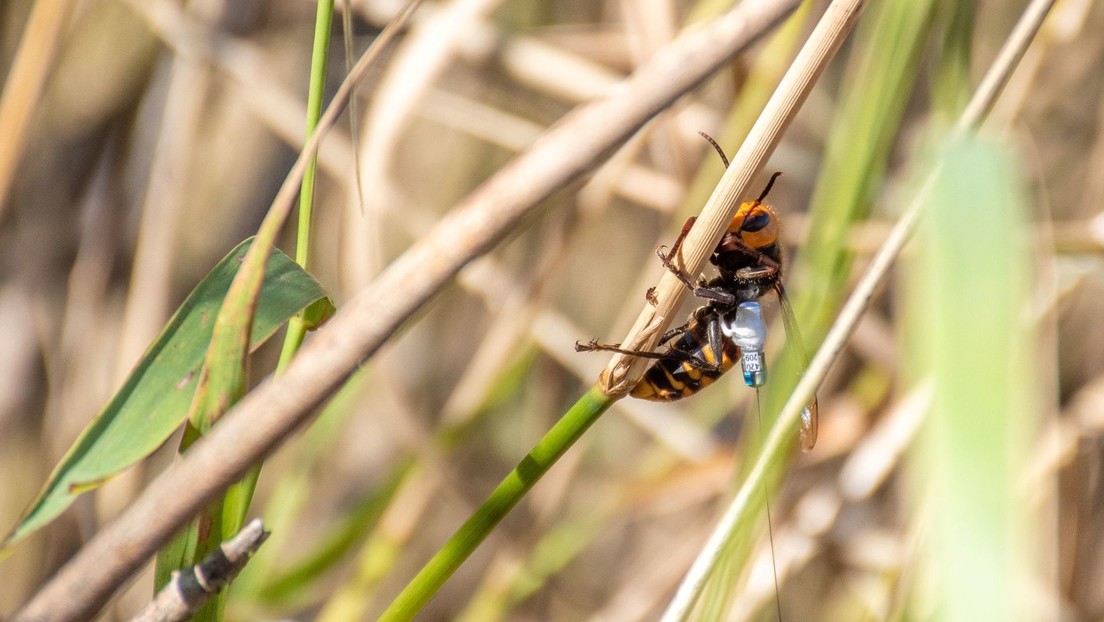 Científicos de EE.UU. y Canadá se preparan para combatir a los avispones asiáticos 'asesinos'