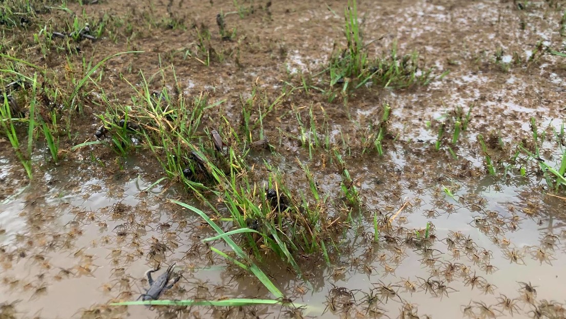 Millones de arañas toman las casas en el sureste de Australia escapando de las inundaciones