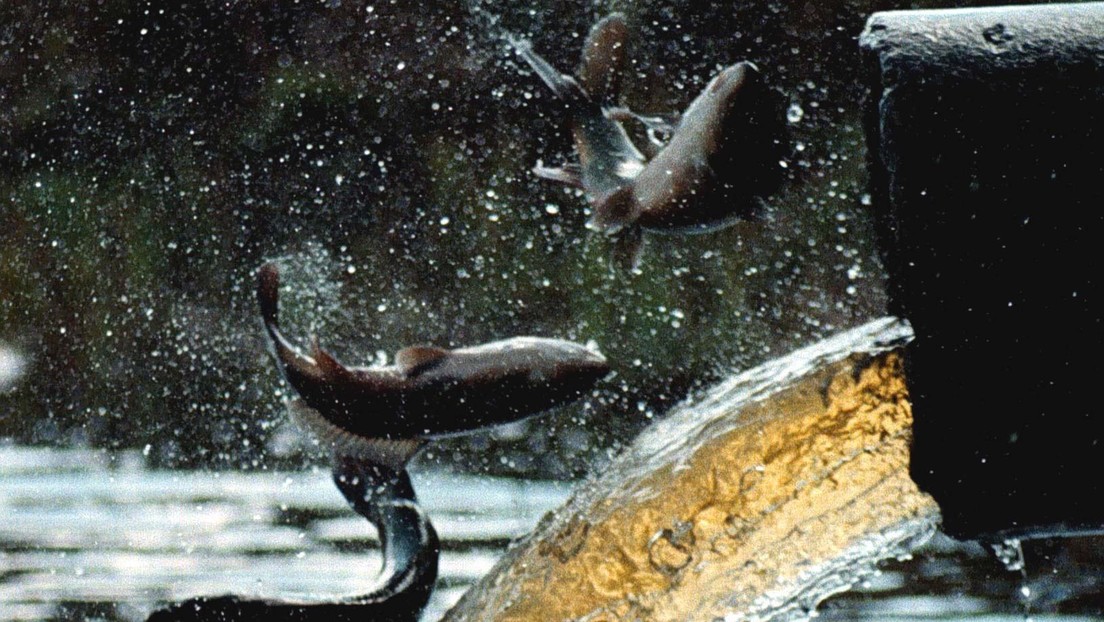 VIDEO: Captan la fuga perfecta de un pez que escapa de un contenedor y salta por varios metros fuera del agua hasta un drenaje