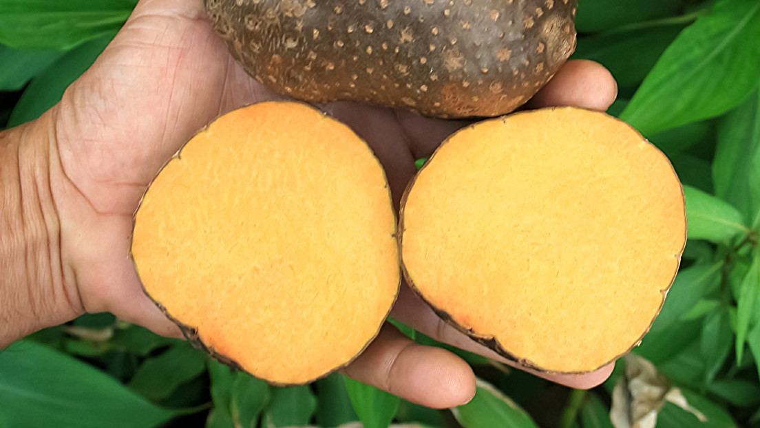 La 'papa voladora', el tubérculo rico en antioxidantes que se siembra en Caracas (y que es un gran desconocido en América Latina)