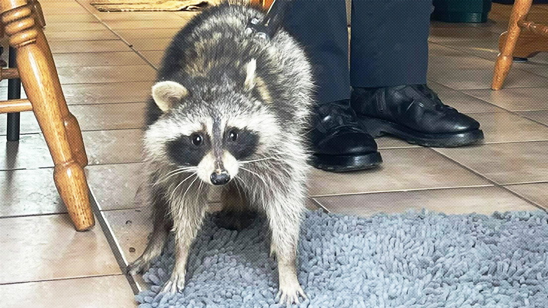 "Hay un mapache en mi lavavajillas": La Policía de Ohio 'presenta' su último caso 'de fábula' (FOTO)