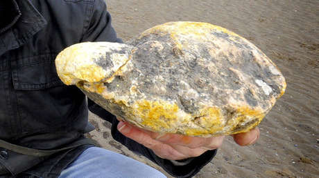 Mujer encuentra un bulto de 7 kg de vómito de cachalote valorado en casi 260.000 dólares