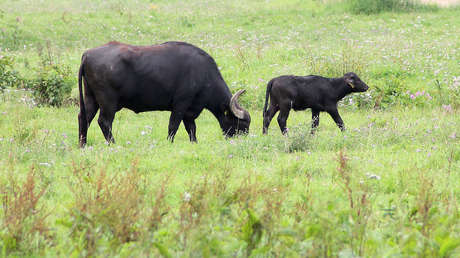 VIDEO: Un búfalo se enfrenta a un leopardo y a un león para proteger a su cría