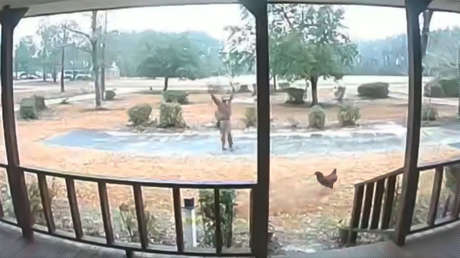 "¡No es genial!": un gallo 'guardián' protege su hogar de los extraños, repartidores incluidos (VIDEOS)