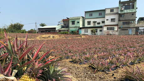 EE.UU. y Canadá elogian las "piñas de la libertad" de Taiwán tras la prohibición de ese fruto en China