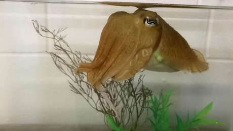 Un molusco supera un test cognitivo desarrollado para probar la inteligencia en niños